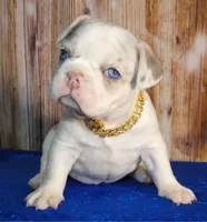 Blue eyes Lilac Masked Tan Point Merle Pied. DNA 6 panel health clear., a male French Bulldog for sale in Statesville, NC – 3 of 8