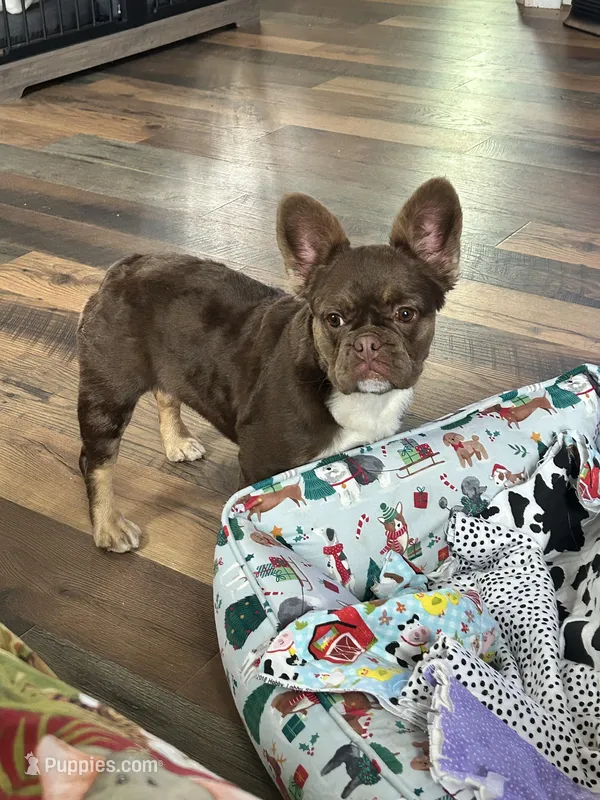 Rojo Lady DNA Tested Co-own 0r outright, a female French Bulldog for sale in Statesville, NC – Photo 1 of 5