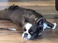 AKC Fluffy Black Trindle Husky Rope Co+. DNA 6 panel clear, a female French Bulldog for sale in Statesville, NC – 6 of 6