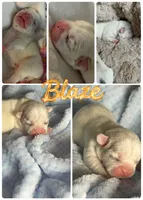 Quality AKC-Tiny Lilac husky Masked Tan Merle pied DNA health clear, a male French Bulldog for sale in Statesville, NC – 5 of 8