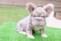 Sale 🍫 Fluffy Lilac Merle Tan Point. DNA panel health clear, a female French Bulldog for sale in Statesville, NC – 5 of 6