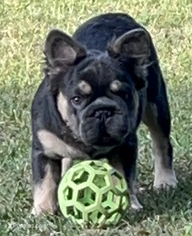 Trained pet home Fluffy Blue/Tan. DNA tested 6 panel – French Bulldog puppy for sale in Statesville, NC