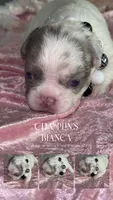 Quality AKC Fluffy Lilac Merle panda DNA health clear, a female French Bulldog for sale in Statesville, NC – 5 of 7