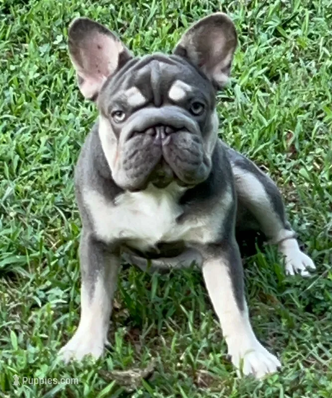 Elsa pet home only  – French Bulldog puppy for sale in Statesville, NC