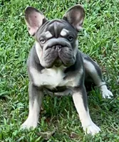 Elsa pet home only , a female French Bulldog for sale in Statesville, NC – 1 of 1