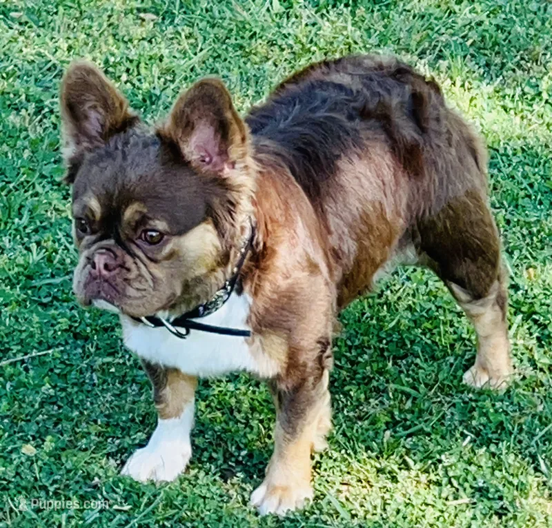 AKC Qauilty Rojo Lady Fluffy X Lilac Merle DNA health clear – French Bulldog puppy for sale in Statesville, NC