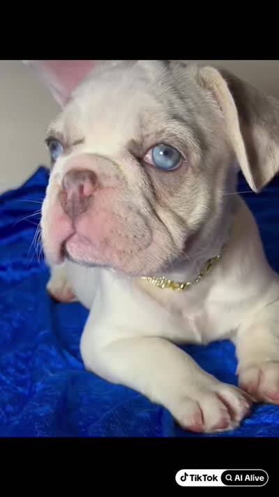 Blue eyes Lilac Masked Tan Point Merle Pied. DNA 6 panel health clear., a male French Bulldog for sale in Statesville, NC – 8 of 8