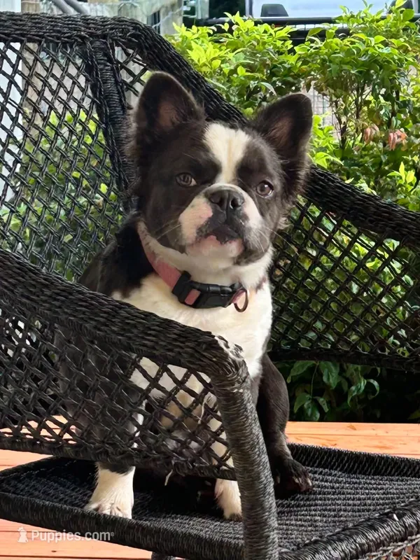  AKC- Fluffy Black Trindle Husky-Trained   – French Bulldog puppy for sale in Statesville, NC