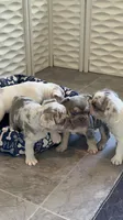 Sale! 💖 Lilac Merle Tan. DNA panel health clear. Carries; Fluffy, 🍫, a female French Bulldog for sale in Statesville, NC – 2 of 4