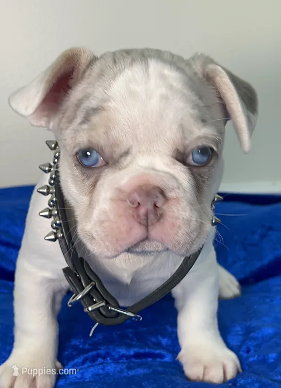 AKC-Blaze Lilac Tan Merle Pied DNA health clear – French Bulldog puppy for sale in Statesville, NC