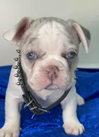 AKC-Blaze Lilac Tan Merle Pied DNA health clear, a male French Bulldog for sale in Statesville, NC – 1 of 7