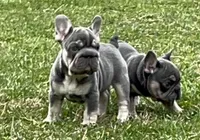 🐣 Easter Sale Elsa-Blue Eyes Lilac Tan  fluffy carrier 6 panel clear, a female French Bulldog for sale in Statesville, NC – Photo 4 of 9