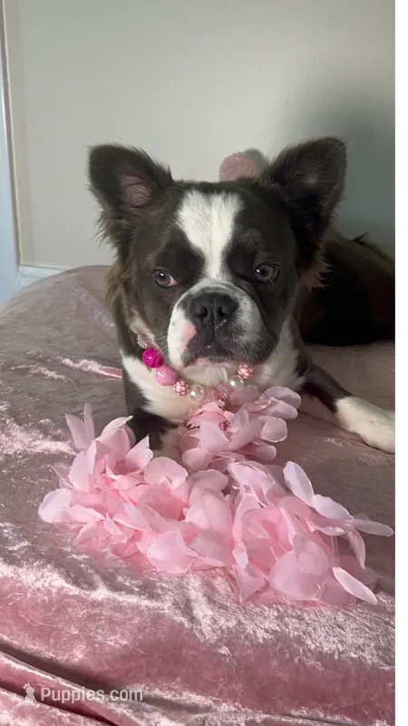AKC Full Fluffy Blue Trindle Husky Co+. DNA 6 panel clear – French Bulldog puppy for sale in Statesville, NC