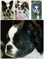 AKC FULL Fluffy Blue Trindle Husky Rope Co+. DNA 6 panel clear, a female French Bulldog for sale in Statesville, NC – 5 of 5