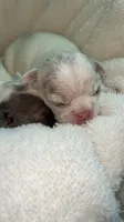 Quality AKC-Tiny Lilac husky Masked Tan Merle pied DNA health clear, a male French Bulldog for sale in Statesville, NC – 6 of 8