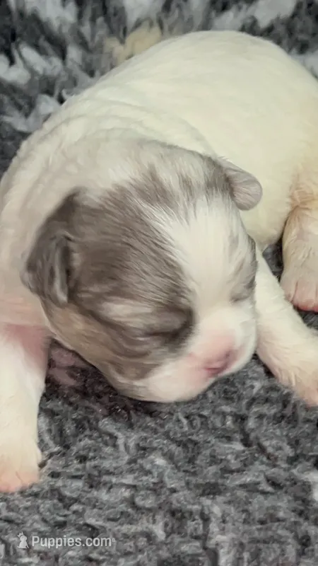 Quality AKC Fluffy Lilac Merle panda DNA health clear – French Bulldog puppy for sale in Statesville, NC