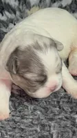 Quality AKC Fluffy Lilac Merle panda DNA health clear, a female French Bulldog for sale in Statesville, NC – 1 of 7