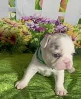 🔥 AKC-rare Lilac panda husky  Tan Merle pied DNA health clear, a male French Bulldog for sale in Statesville, NC – 3 of 4