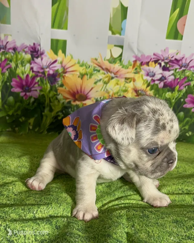 Tiny Bella-Lilac Merle Tan Point DNA panel health clear – French Bulldog puppy for sale in Statesville, NC