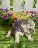 Tiny Bella-Lilac Merle Tan Point DNA panel health clear, a female French Bulldog for sale in Statesville, NC – 1 of 5