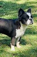 AKC Fluffy Black Trindle Husky Rope Co+. DNA 6 panel clear, a female French Bulldog for sale in Statesville, NC – 2 of 6