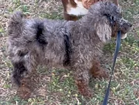 Tuxedo Blue Merle Rojo Curl C1C2-6 Panel health clear, a male Poodle - Toy  for sale in Statesville, NC – 2 of 7