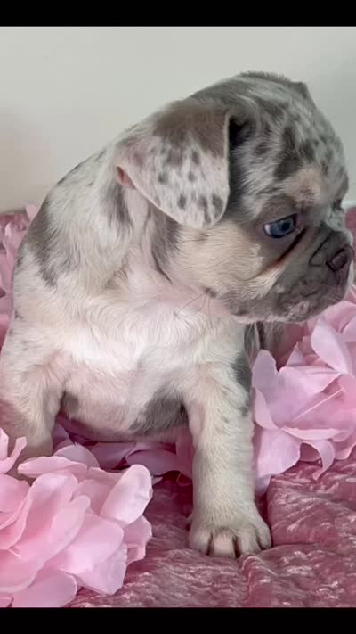 AKC-Bella Lilac Merle DNA health clear, a female French Bulldog for sale in Statesville, NC – 7 of 7