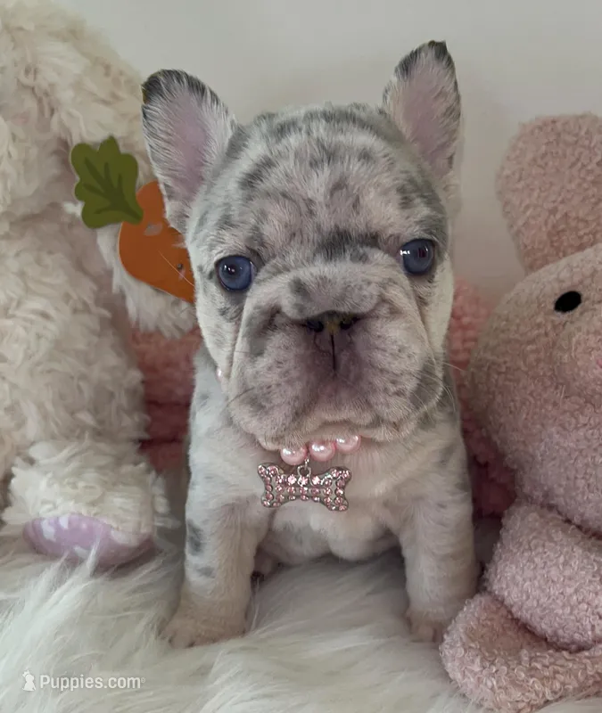 Quality! Tiny Crystal-Lilac Merle Big Rope DNA Tested