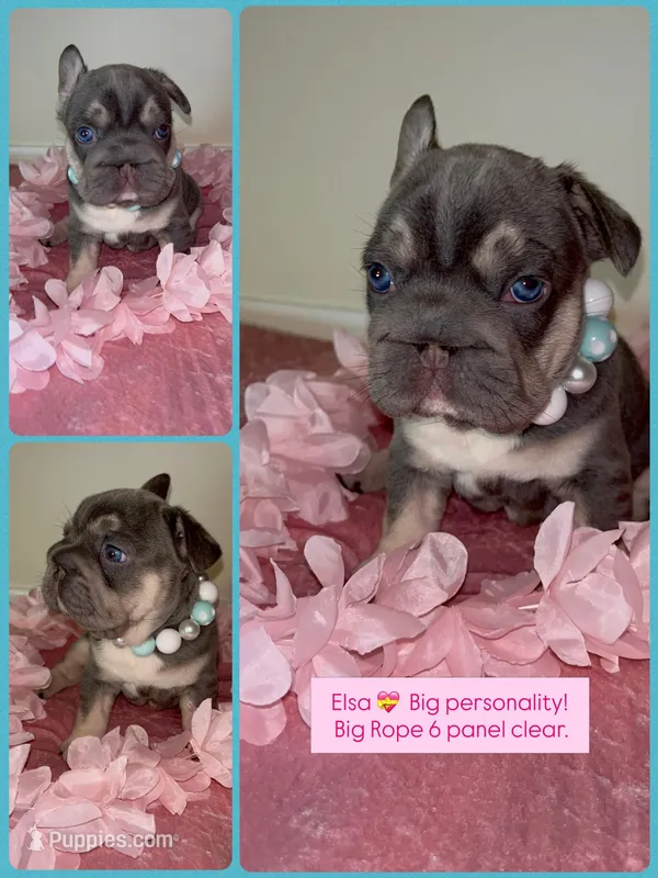 Elsa-Lilac and Tan intensity fluffy carrier 6 panel clear – French Bulldog puppy for sale in Statesville, NC