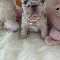 Quality! Tiny Crystal-Lilac Merle Big Rope DNA Tested, a female French Bulldog for sale in Statesville, NC – Photo 2 of 9