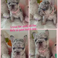 Quality! Tiny Crystal-Lilac Merle Big Rope DNA Tested, a female French Bulldog for sale in Statesville, NC – Photo 3 of 9