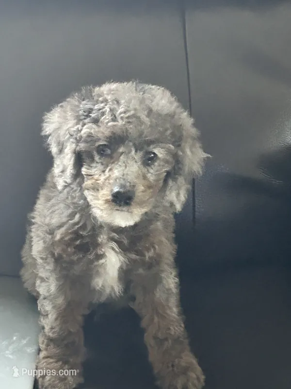 Tuxedo Blue Merle Rojo Curl C1C2-6 Panel health clear – Poodle - Toy  puppy for sale in Statesville, NC