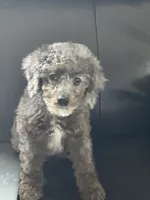 Tuxedo Blue Merle Rojo Curl C1C2-6 Panel health clear, a male Poodle - Toy  for sale in Statesville, NC – 6 of 7