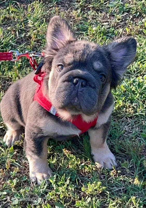 AKC Fluffy Blue Tan DNA health tested clear – French Bulldog puppy for sale in Statesville, NC