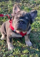 AKC Fluffy Blue Tan DNA health tested clear, a male French Bulldog for sale in Statesville, NC – 1 of 6