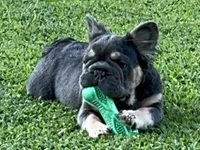 🔥🔥AKC Fluffy Blue Tan points DNA health clear, a male French Bulldog for sale in Statesville, NC – 4 of 7