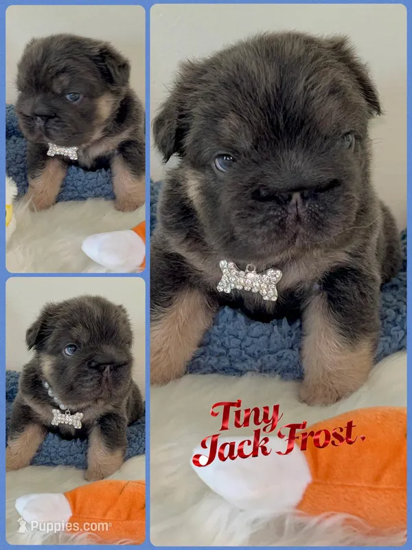 Quality-Micro-Tiny Jack Frost. Tan/Blue Fluffy l1/l4