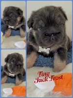 Quality-Micro-Tiny Jack Frost. Tan/Blue Fluffy l1/l4, a male French Bulldog for sale in Statesville, NC – Photo 1 of 10