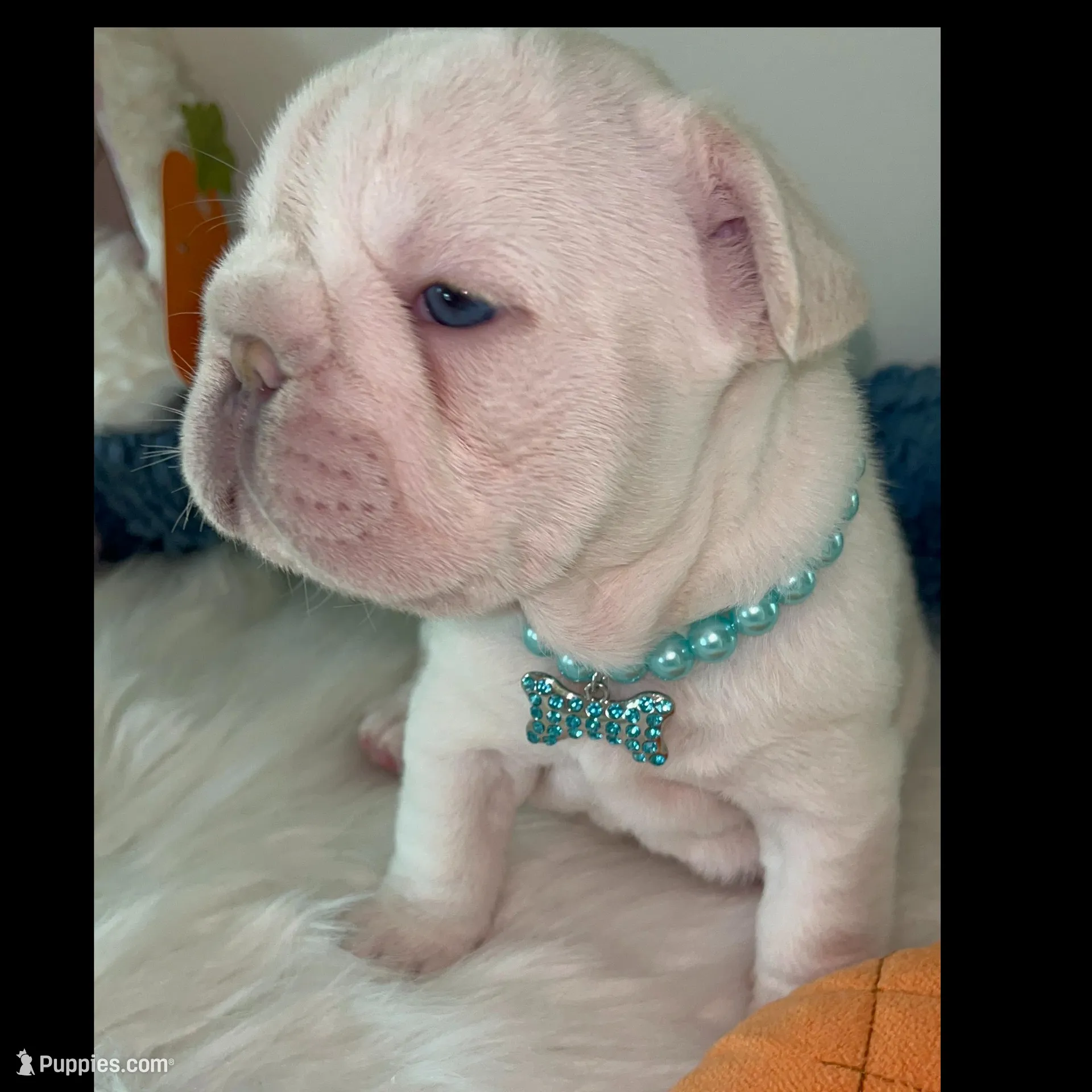 Quality Bear-Platinum Lilac Intensity Big Rope 6 panel health clear 