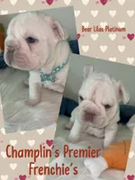 Quality Bear-Platinum Lilac Intensity Big Rope 6 panel health clear , a male French Bulldog for sale in Statesville, NC – Photo 3 of 9