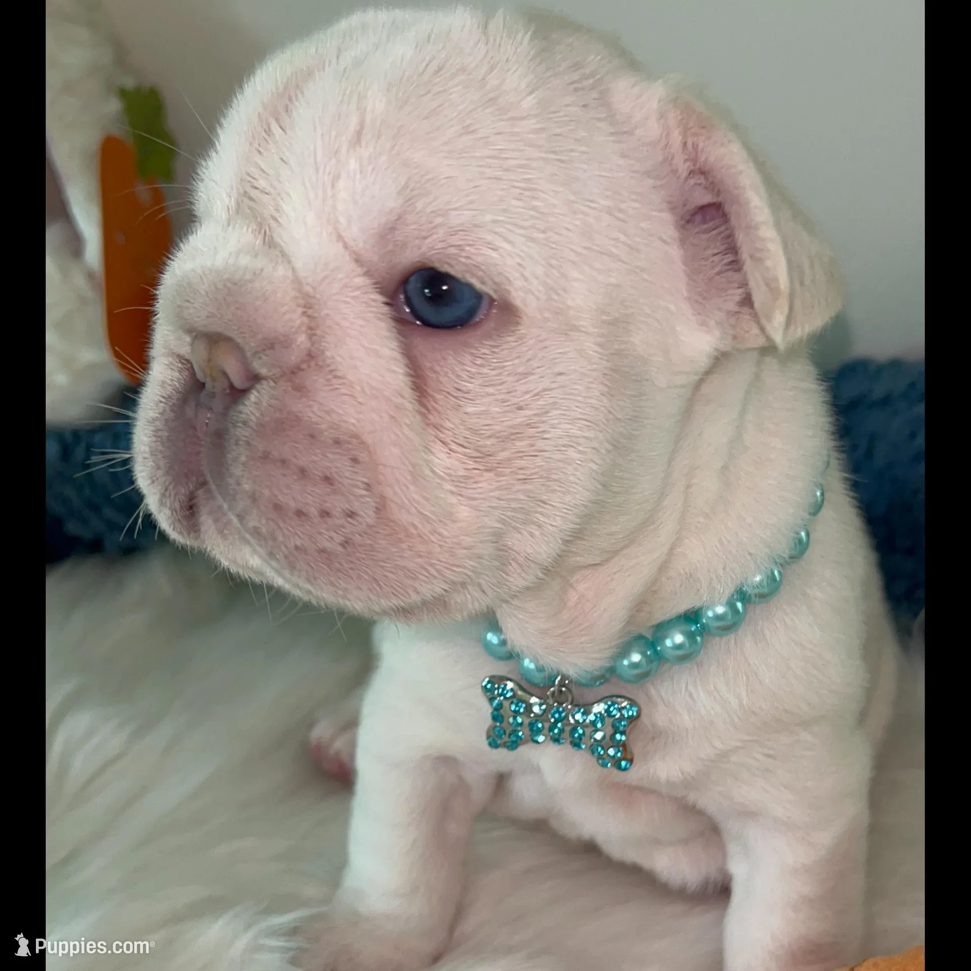 Quality Bear-Platinum Lilac Intensity Big Rope 6 panel health clear , a male French Bulldog for sale in Statesville, NC – Photo 2 of 9
