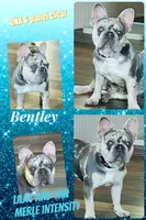 Quality Bear-Platinum Lilac Intensity Big Rope 6 panel health clear , a male French Bulldog for sale in Statesville, NC – Photo 7 of 9