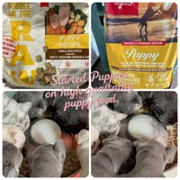 Micro-Tiny!Cocoa -Blue/Tan Big Rope-Tiny, a female French Bulldog for sale in Statesville, NC – Photo 5 of 7