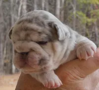 Quality! Tiny Crystal-Lilac Merle Big Rope DNA Tested, a female French Bulldog for sale in Statesville, NC – Photo 4 of 9