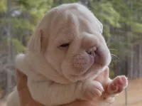 Quality Bear-Platinum Lilac Intensity Big Rope 6 panel health clear , a male French Bulldog for sale in Statesville, NC – Photo 4 of 9