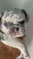 Tiny 💖 Lilac Merle Tan. DNA panel health clear. Carries; Fluffy, 🍫, a female French Bulldog for sale in Statesville, NC – 2 of 5