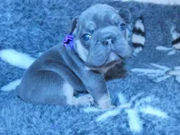 💖Micro! Tiny Cocoa Blue and Tan intensity. DNA 6 panel clear, a female French Bulldog for sale in Statesville, NC – Photo 3 of 8