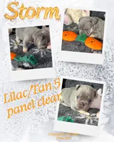 Quality! AKC  🐾 Lilac/Tan 5 panel clear.  , a male French Bulldog for sale in Statesville, NC – Photo 2 of 7