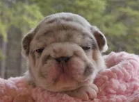 Quality-AKC-Crystal-Lilac Merle Big Rope DNA 6 Panel clear, a female French Bulldog for sale in Statesville, NC – Photo 2 of 9
