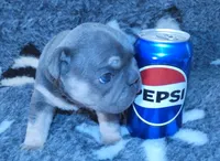 💖Micro! Tiny Cocoa Blue and Tan intensity. DNA 6 panel clear, a female French Bulldog for sale in Statesville, NC – Photo 4 of 8